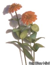 Orange Zinnia Flower Kit